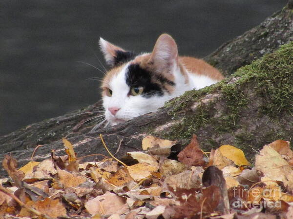 Cat Poster featuring the photograph Ducks Watching by Kim Tran