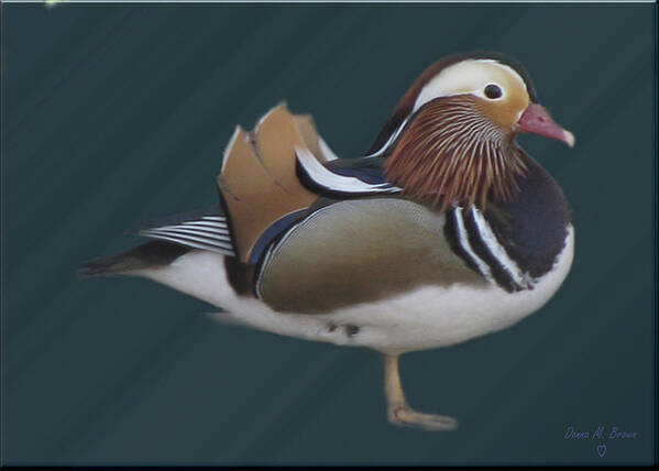 Duck Poster featuring the photograph Mandarin Duck II by Donna Brown