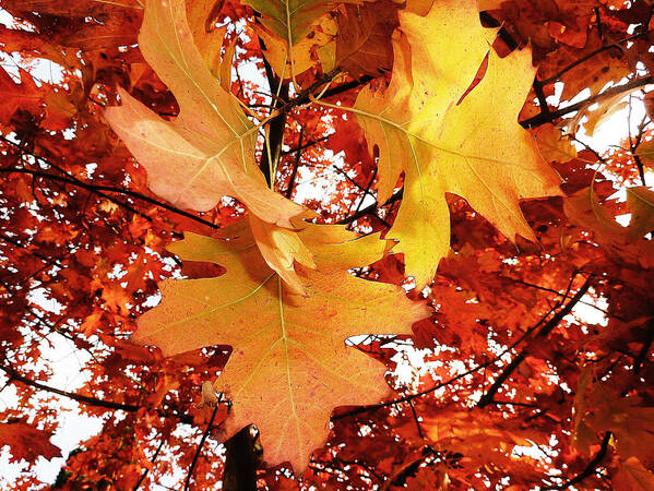 Acer Poster featuring the photograph Maple Leaf Bower by Connie Handscomb
