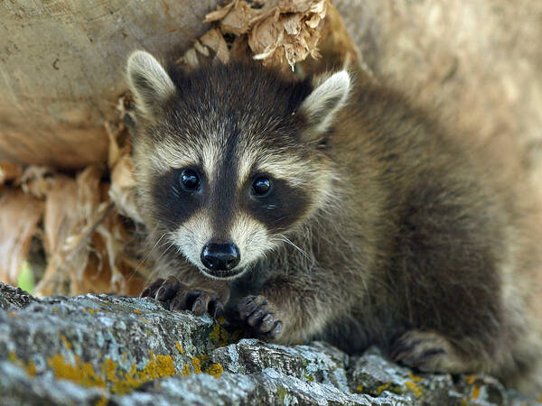 James Melissa Peterson Nature Photography Wildlife Animal Baby Babies Animals Critter Critters Raccoon Raccoons Coon Coons Washing Bear Bears Trouble Kit Kits Pets Pet Tree Trees Woods Forest Forests Rodent Rodents Mammal Mammals Summer Minnesota Mn Adorable Cute Cutie Cuties Backyard Close-up Macro Detail Exotic Outdoor Outdoors Portrait Portraits Mask Masked Bandit Bandits Nocturnal Orphan Orphaned Sweet Mischief Beautiful Brown Boy's Room Family Gifts For Natural Environment Habitat Poster featuring the photograph Masked Bandit by James Peterson