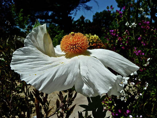 Flowers Poster featuring the photograph Matilija Poppy Two by Diana Hatcher