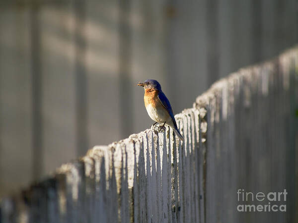 Bluebird Poster featuring the photograph Mealtime by Rachel Morrison