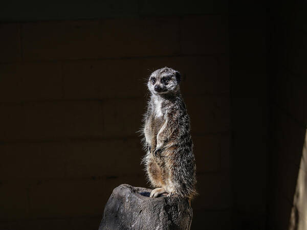 Meerkat Poster featuring the digital art Meerkat by Kathleen Illes