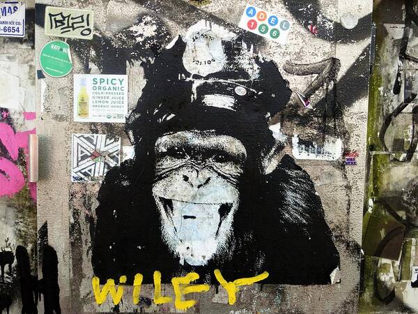 Monkey Poster featuring the photograph Meet Wiley in New York by Funkpix Photo Hunter