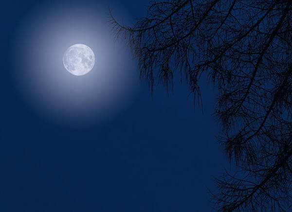 Dusk Moonlight Tree Poster featuring the photograph Midnight Moon and Night Tree Silhouette by John Williams