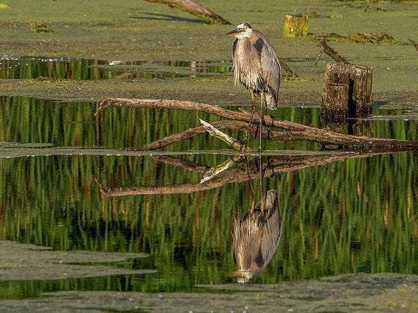 Heron Poster featuring the photograph Mirror, Mirror by Kristine Hinrichs