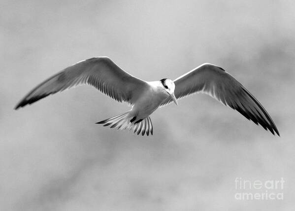 Photo For Sale Poster featuring the photograph Seagull in Flight by Robert Wilder Jr