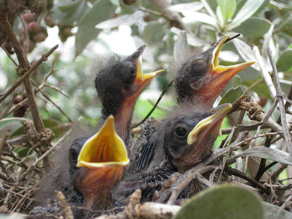 Baby Bird Poster featuring the photograph Mom where are you by Brenda Berdnik