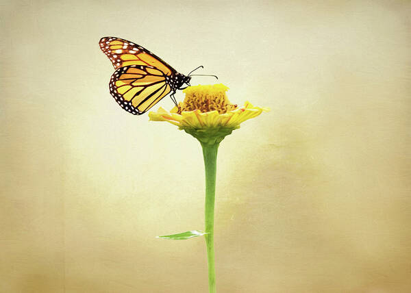 Monarch Butterfly On Flower Poster featuring the photograph Monarch Butterfly on Flower by Steven Michael