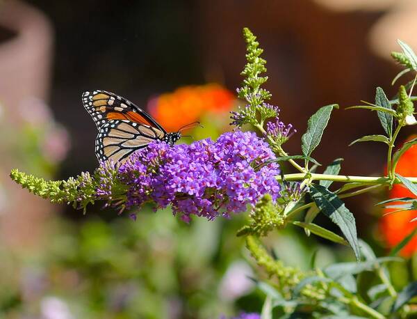 Monarch Poster featuring the photograph Monarch Butterfly on the Butterfly bush by Liz Vernand