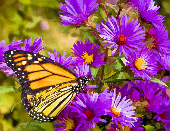 Butterfly Poster featuring the digital art Monarch on Mt. Washington by Ches Black