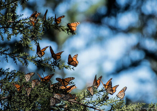 Butterflies Poster featuring the photograph Monarchs in the tree by Wendy Carrington