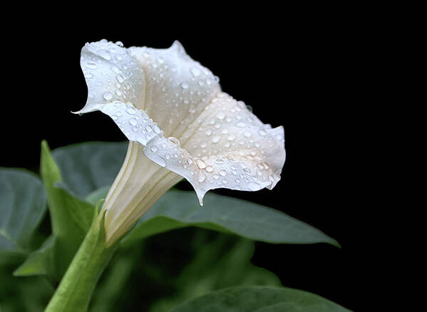 Flowers Poster featuring the photograph Moonflower - Rain Drops by Nikolyn McDonald