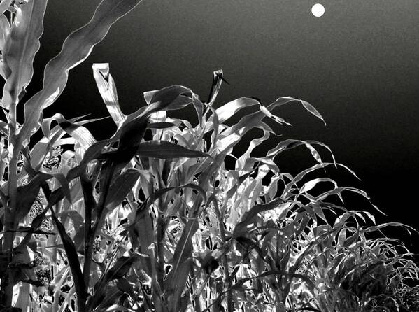 #moonlitcorn Poster featuring the photograph Moonlit Corn by Will Borden