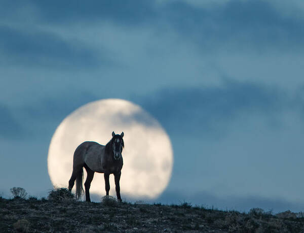 Horse Poster featuring the photograph Moonstruck by Kent Keller