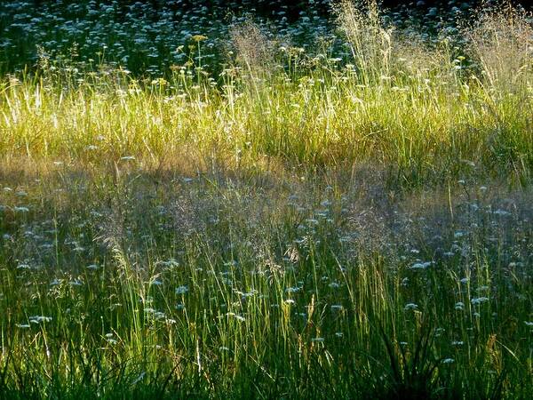 Grant Meadow Poster featuring the photograph Morning light on Grant Meadow by Amelia Racca