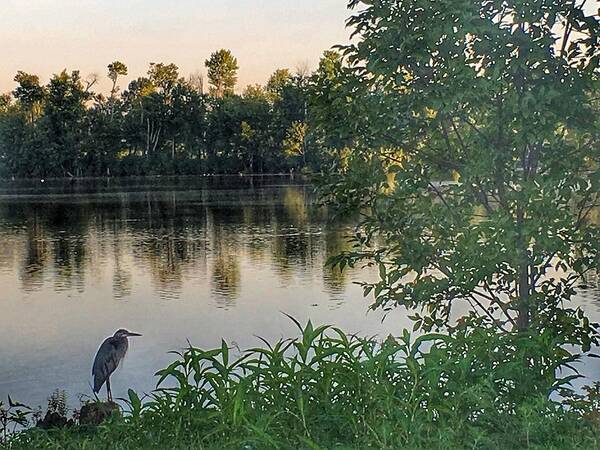 Blue Heron Poster featuring the photograph Morning Tranquility by Sumoflam Photography