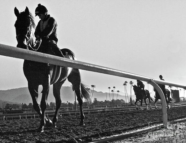 Horses Poster featuring the photograph Morning Workout by Tom Griffithe