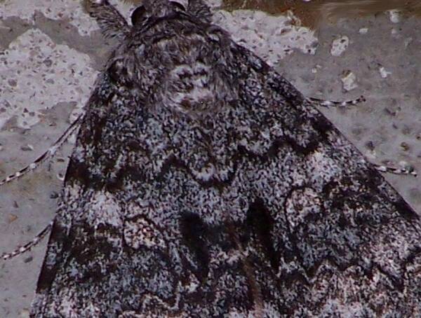 Nature Poster featuring the photograph Moth Study by Lila Mattison