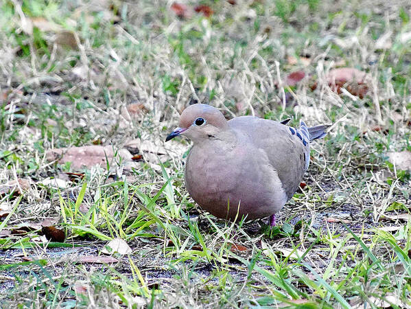 Wildlife Photography Poster featuring the photograph Mourning Dove 000 by Christopher Mercer