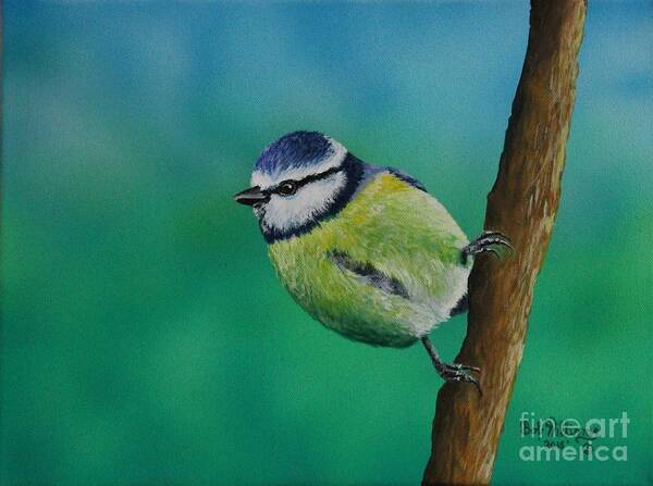Bird Poster featuring the painting Mr. Agile........The Blue Tit by Bob Williams