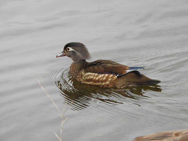 Wood Duck Poster featuring the photograph Mrs. Wood Duck by Betty-Anne McDonald