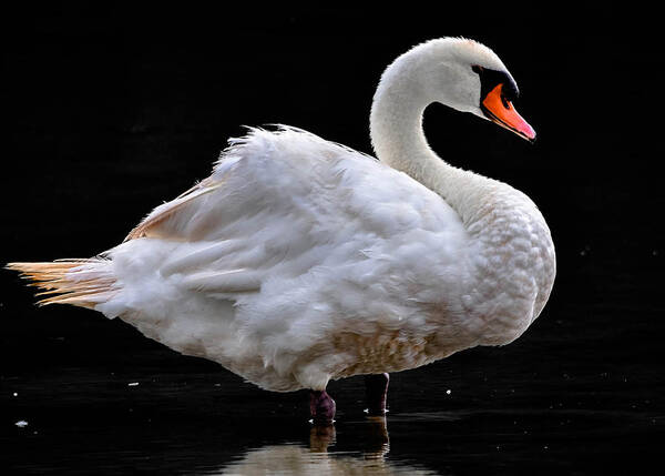  Poster featuring the photograph Mute Swan 3 by Brian Stevens