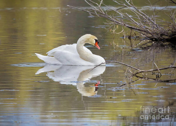 Mute Swans Poster featuring the photograph Mute Swan Reflection I by Karen Jorstad