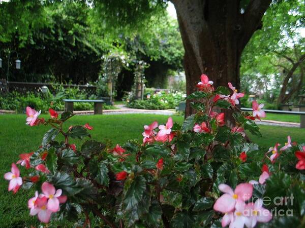 California Garden Sanctuary Poster featuring the painting My English Garden 2 by Hazel Holland