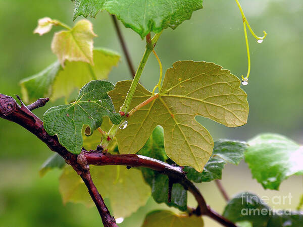 Grapevine Poster featuring the photograph My Grapvine by Robert Meanor