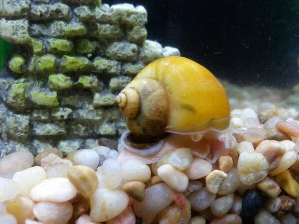 Mystery Snail Poster featuring the photograph Mystery Snail by Robert Knight