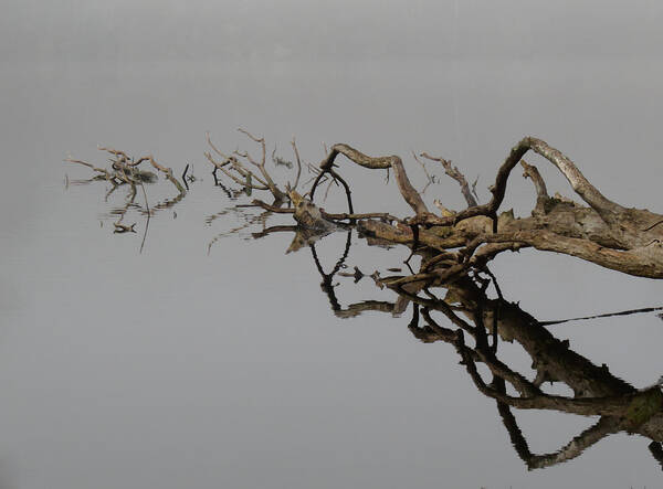 Driftwood Pond Reflections Poster featuring the digital art Nature's Work In Progress by I'ina Van Lawick