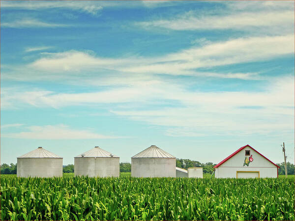 Corn Poster featuring the photograph Nebraska Corn by John Anderson