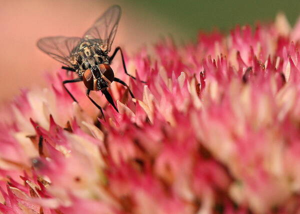 Fly Poster featuring the photograph Nectar Hunt by Angela Rath