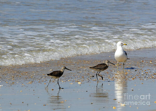 Birds Poster featuring the photograph Outer Banks OBX #11 by Buddy Morrison