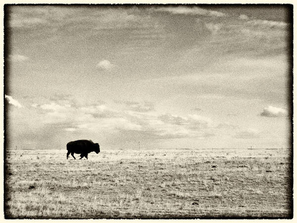Buffalo Poster featuring the photograph Never Alone by Steve Pidcock