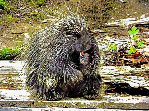 Porcupine Poster featuring the photograph North American Porcupine by Kathy Kelly