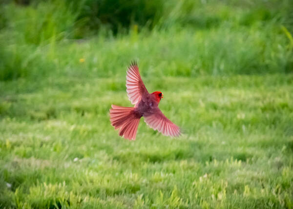 Northern Cardinal Poster featuring the photograph Northern Cardinal in Flight by Holden The Moment