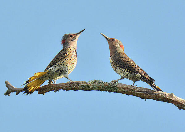 Bird Poster featuring the photograph Northern Flickers Communicate by Alan Lenk