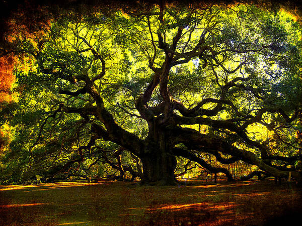 Angel Oak Poster featuring the photograph Old old Angel Oak in Charleston by Susanne Van Hulst
