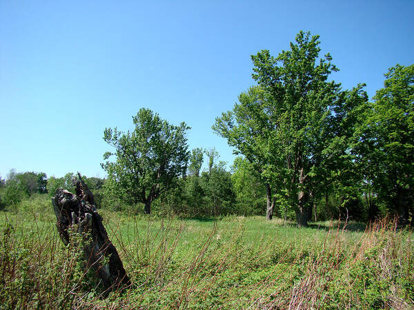 Landscape Poster featuring the photograph Old Stump by Todd Zabel