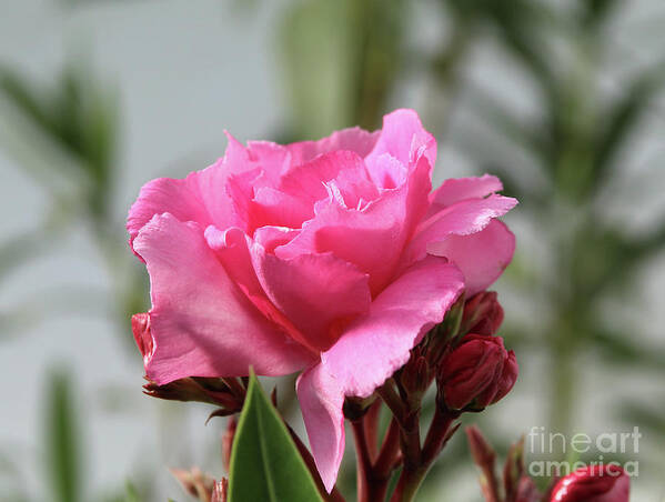 Oleander Poster featuring the photograph Oleander Splendens Giganteum 2 by Wilhelm Hufnagl