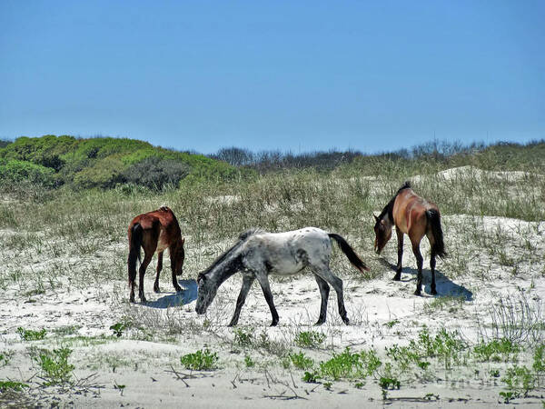 Wild Horse Poster featuring the photograph On The Beach With Wild Horses by D Hackett