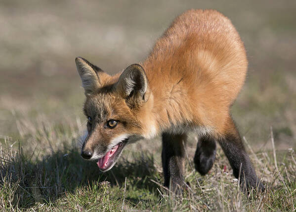Fox Poster featuring the photograph On The Prowl by Elvira Butler
