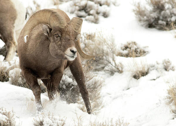 Big Horn Ram Poster featuring the photograph One Tough Guy by Deby Dixon