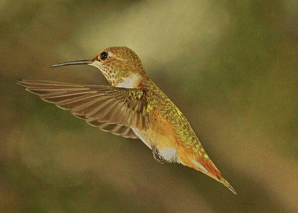Rufous Hummingbird Poster featuring the photograph Only for a Moment by Theo O'Connor