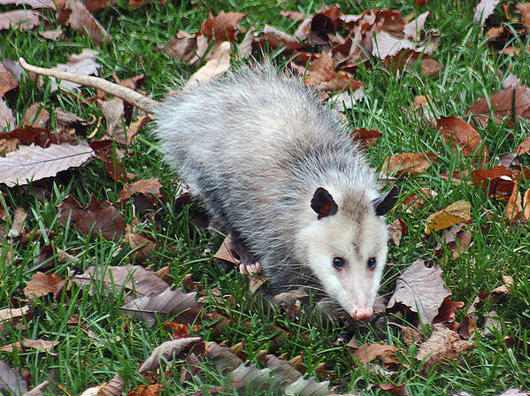 Animal Poster featuring the photograph Opossum by Gina Fitzhugh