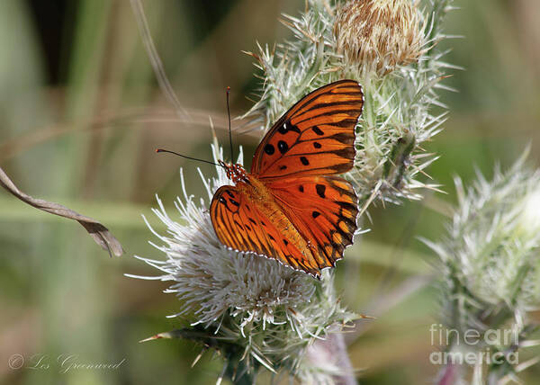 Butterfly Poster featuring the photograph Orange Butterfly by Les Greenwood