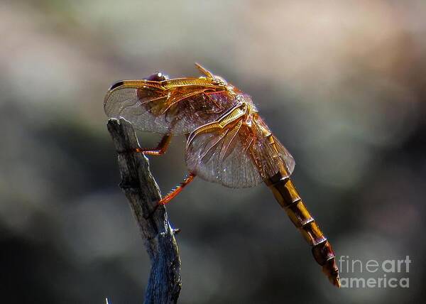 Nature Poster featuring the photograph Dragonfly 1 by Christy Garavetto