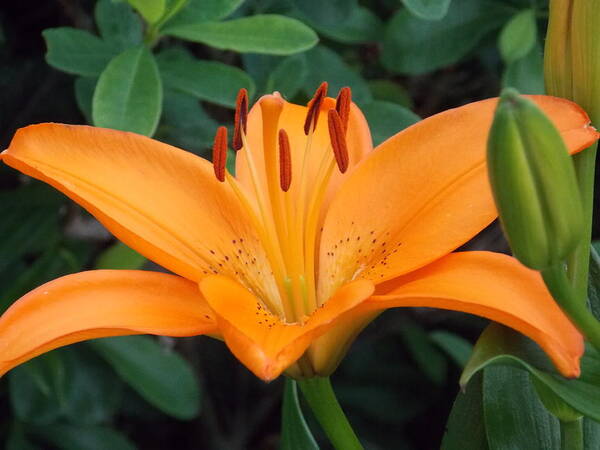 Bridge Of Flowers Poster featuring the photograph Orange Lily by Catherine Gagne